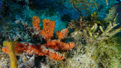 Ptilocaulis walpersii