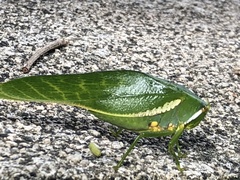 Philophyllia guttulata