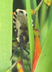 Spartocera alternata