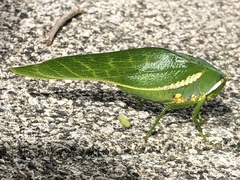 Philophyllia guttulata