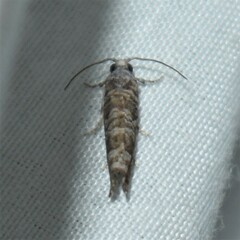 Retinia gemistrigulana