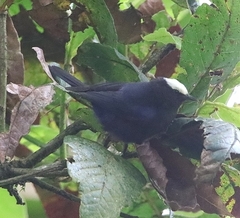 Conirostrum albifrons