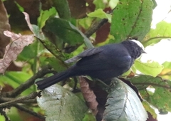 Conirostrum albifrons