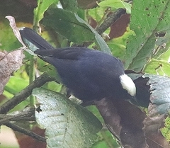 Conirostrum albifrons