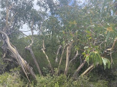 Eucalyptus multicaulis