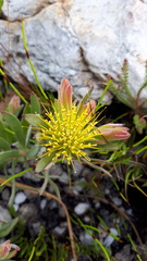 Leucospermum gracile