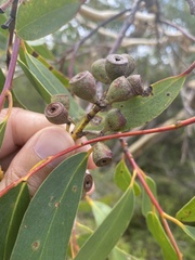 Eucalyptus multicaulis