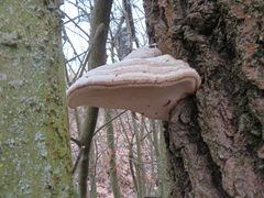 Fomes fomentarius