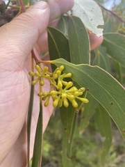 Eucalyptus multicaulis