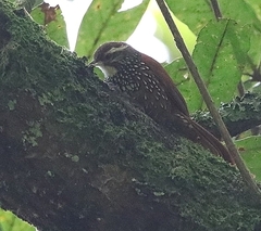 Margarornis squamiger