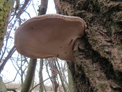 Fomes fomentarius