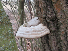 Fomes fomentarius