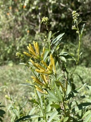 Cestrum parqui