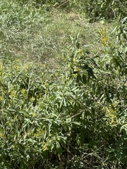 Cestrum parqui