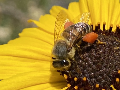 iNaturalist observation photo of Western Honey Bee