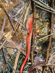 Oligochaeta