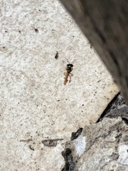 Tetragonisca angustula