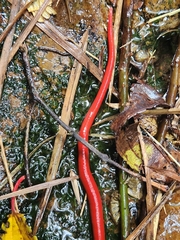 Oligochaeta