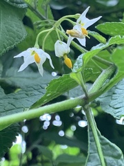 Solanum nigrescens