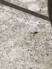 Tetragonisca angustula