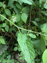 Solanum nigrescens