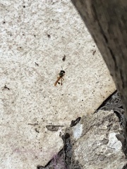 Tetragonisca angustula