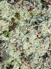 Cladonia peziziformis