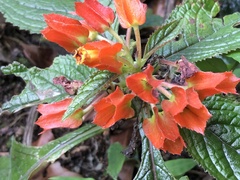 Chrysothemis pulchella