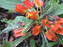Chrysothemis pulchella