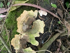 Trametes menziesii