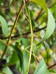 Libethra
