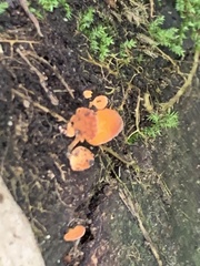 Favolaschia claudopus