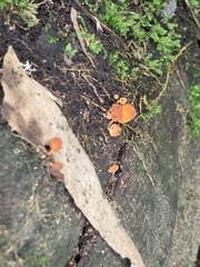 Favolaschia claudopus