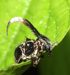 Tessarecphora arachnoides