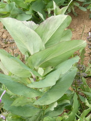 Bupleurum rotundifolium