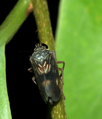 Evansolidia