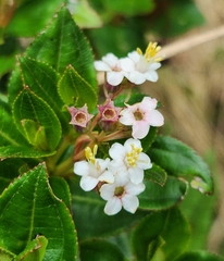 Miconia myrtillifolia