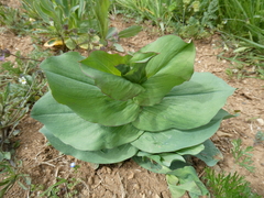 Bupleurum rotundifolium