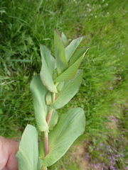 Bupleurum rotundifolium