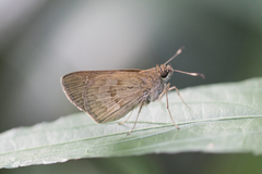 Cymaenes lepta