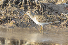 Calidris melanotos