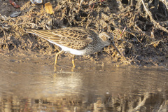 Calidris melanotos