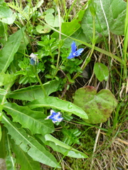 Gentiana bavarica