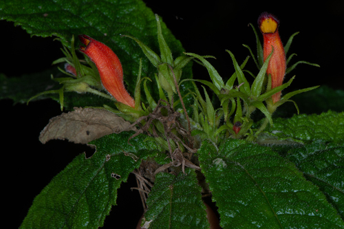 Gesneria pedicellaris