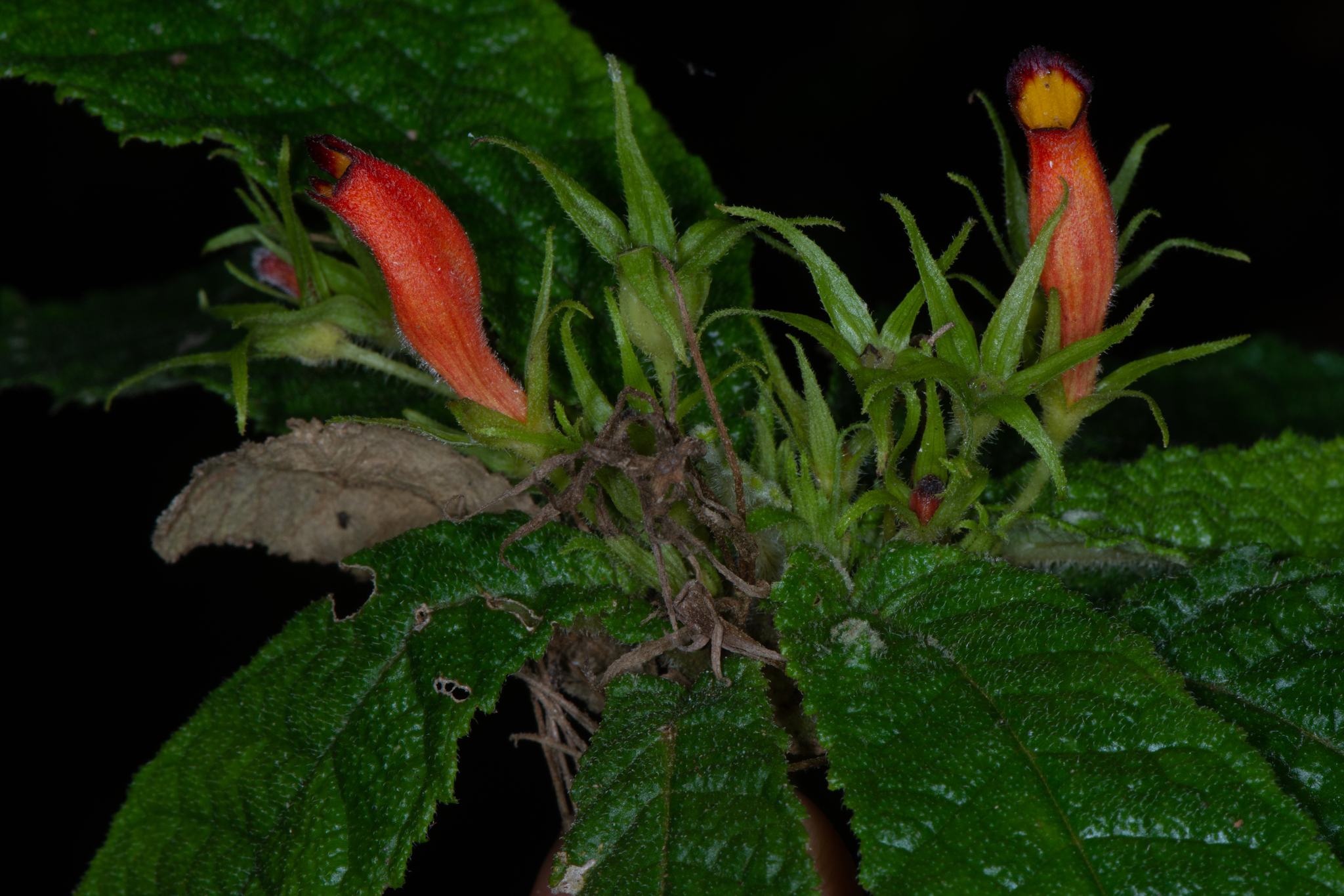 Gesneria pedicellaris
