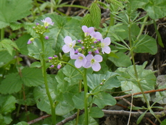 Cardamine raphanifolia
