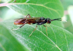 Macremphytus testaceus