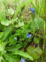 Gentiana bavarica