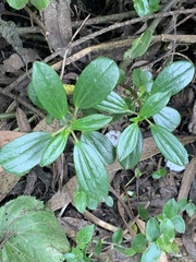 Cavendishia bracteata