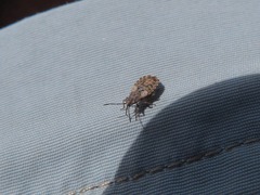 Nithecus jacobaeae